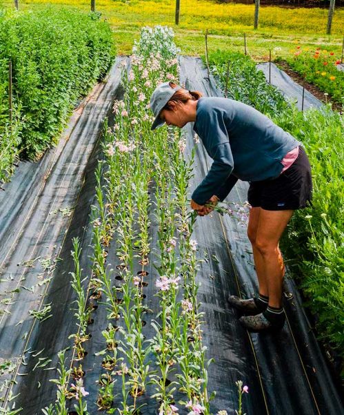 La Huerta en Casa: Cultiva tus Propios Alimentos